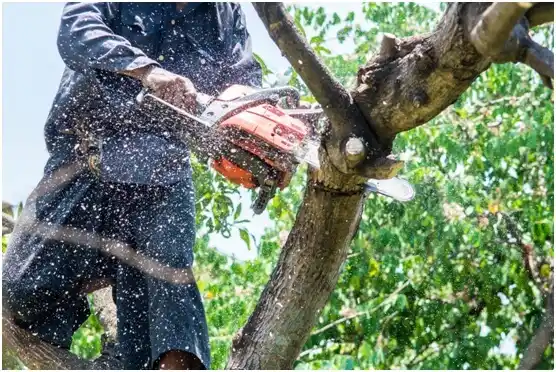 tree services Oglesby